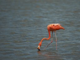 QueenVictoria2015-020